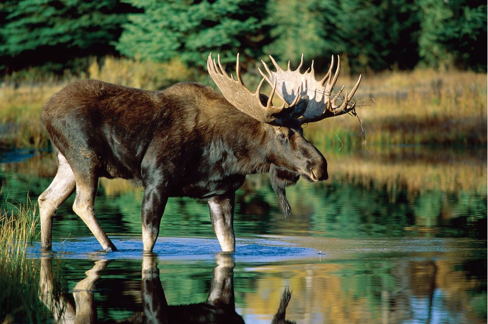 Moose walking in shallow water