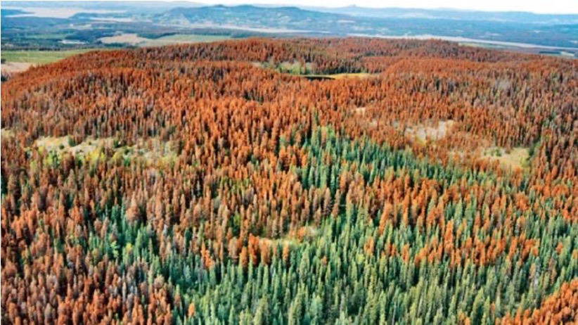 Forest with dead tree tops due to pine beetle